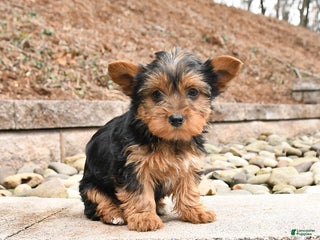 Yorkshire Terrier dogs Kira - Ad 29