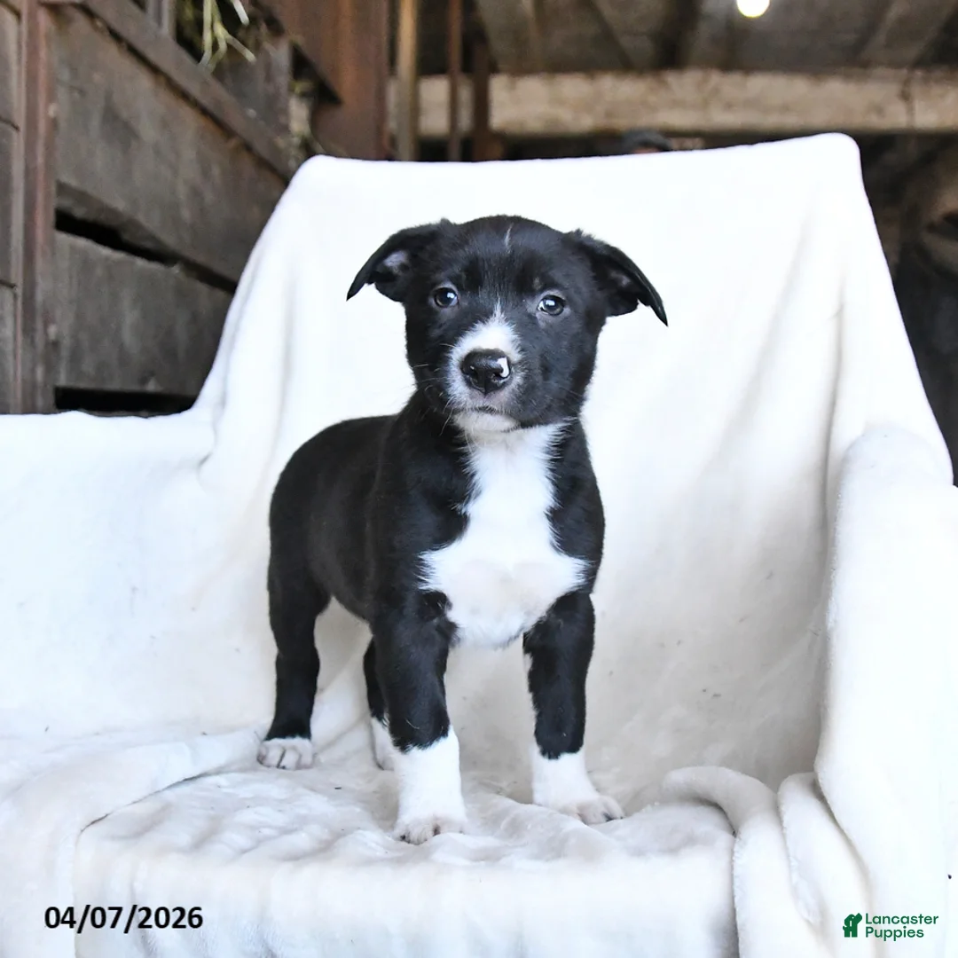 Border Collie dogs for sale: Flora   - Ad 1