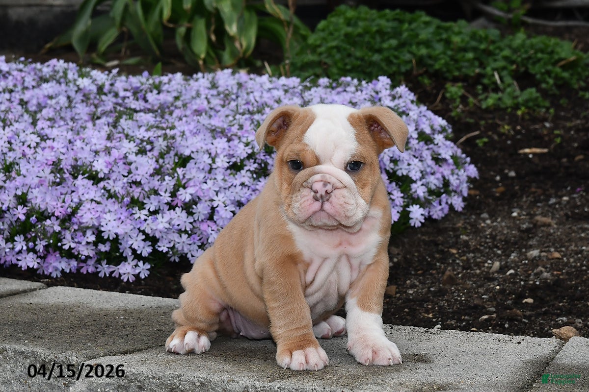 English Bulldog dogs Dovey - Ad 1