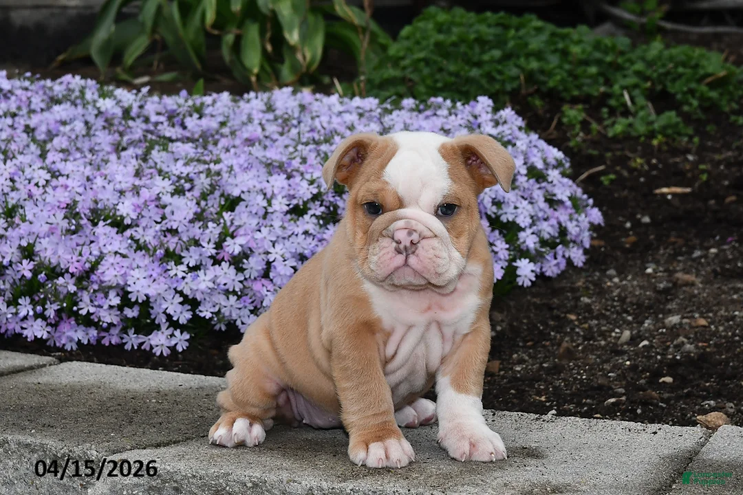 English Bulldog dogs for sale: Dovey - Ad 1