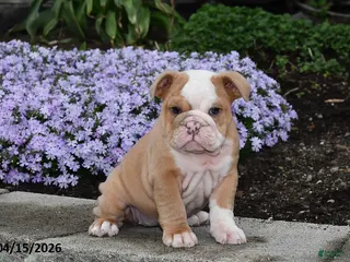 English Bulldog dogs for sale: Dovey - Ad 3