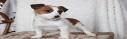 Jack Russell Terrier dogs for sale: Howie - Ad 3