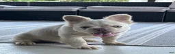 French Bulldog dogs for sale: Milo - Ad 3