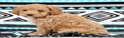 Cockapoo dogs for sale: Katie - Ad 5