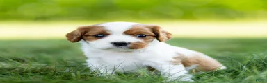 Cavalier King Charles Spaniel 3