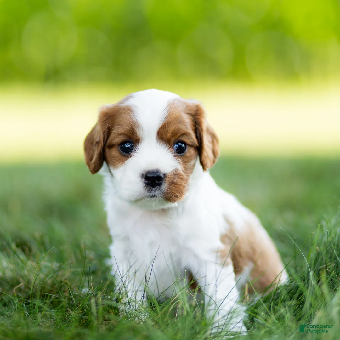 Cavalier King Charles Spaniel dogs for sale: Cavalier King Charles Spaniel 3 - Ad 1