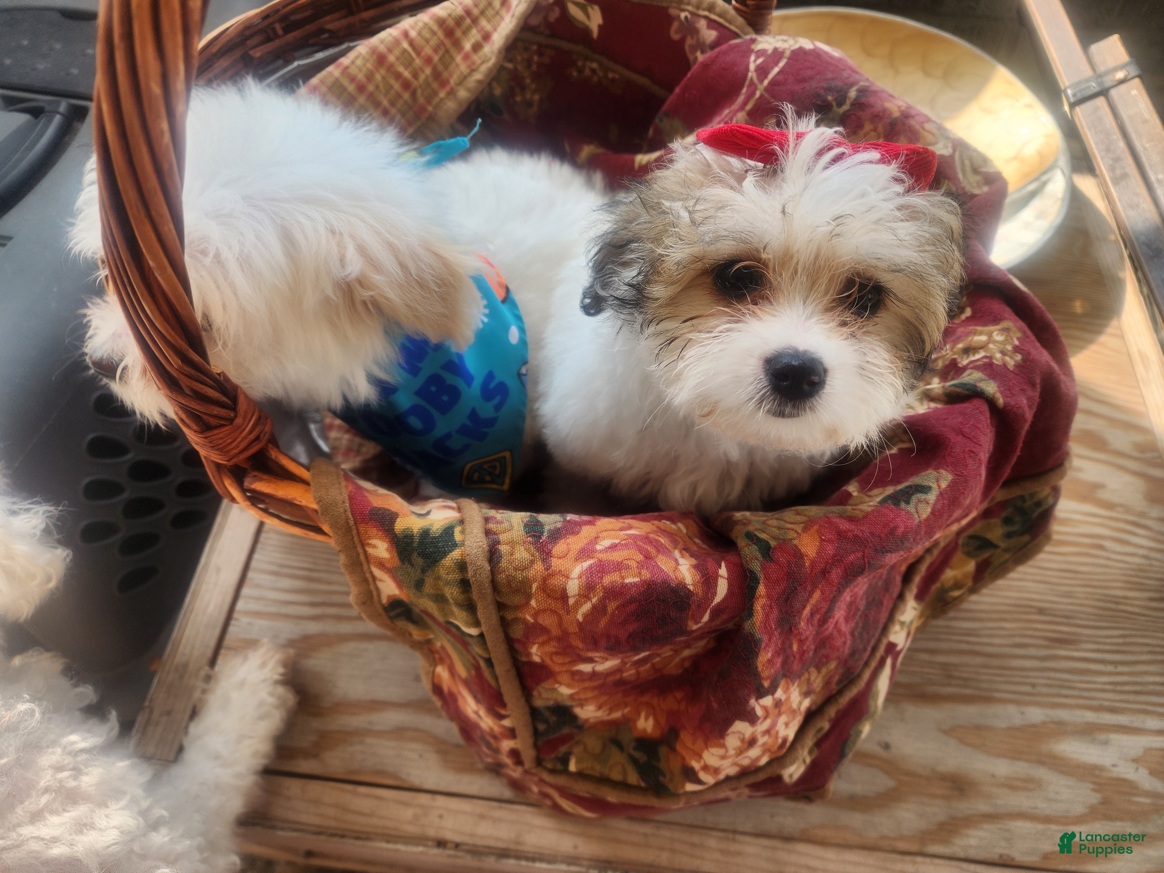 Pomapoo dogs Pomapoo 2 - Ad 1