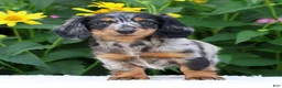 Miniature Dachshund dogs for sale: Brianni - Ad 4