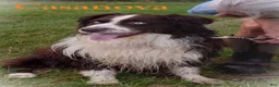 Australian Shepherd dogs for sale: Blue - Ad 12