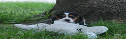 Beagle dogs for sale: 💕Millie Mae 🐶 - Ad 15