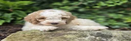 Bernedoodle dogs for sale: Connor - Ad 4