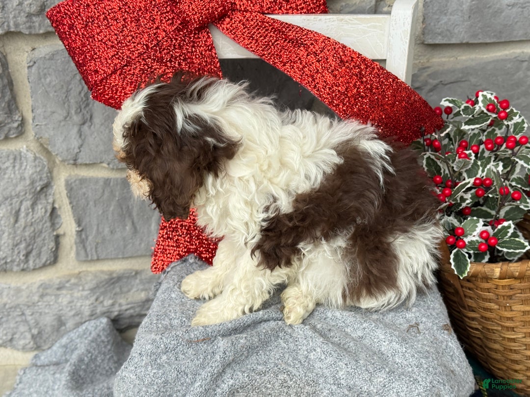 Cavapoo dogs for sale: Arlo - Ad 8