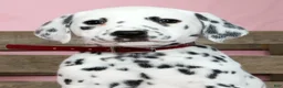 Dalmatian dogs for sale: Hailey - Ad 6