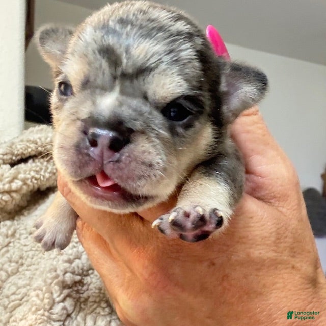 French Bulldog dogs Neptune - Ad 6