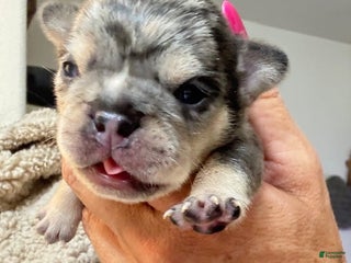 French Bulldog dogs Neptune - Ad 9