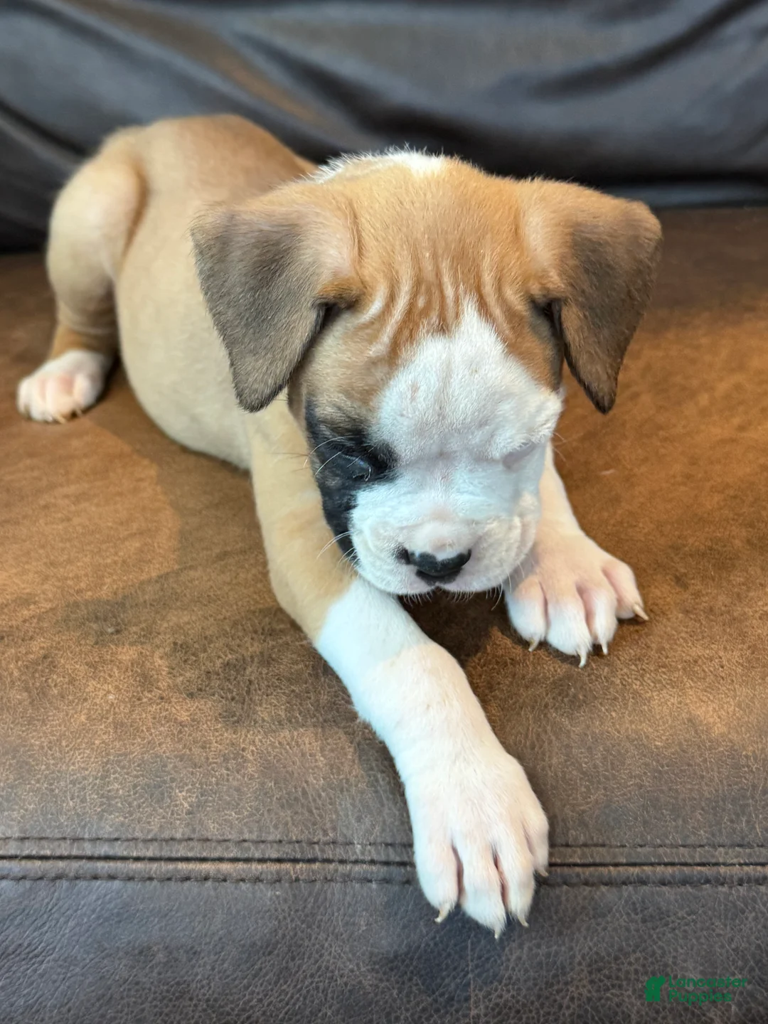Boxer dogs for sale: Trixie - Ad 1