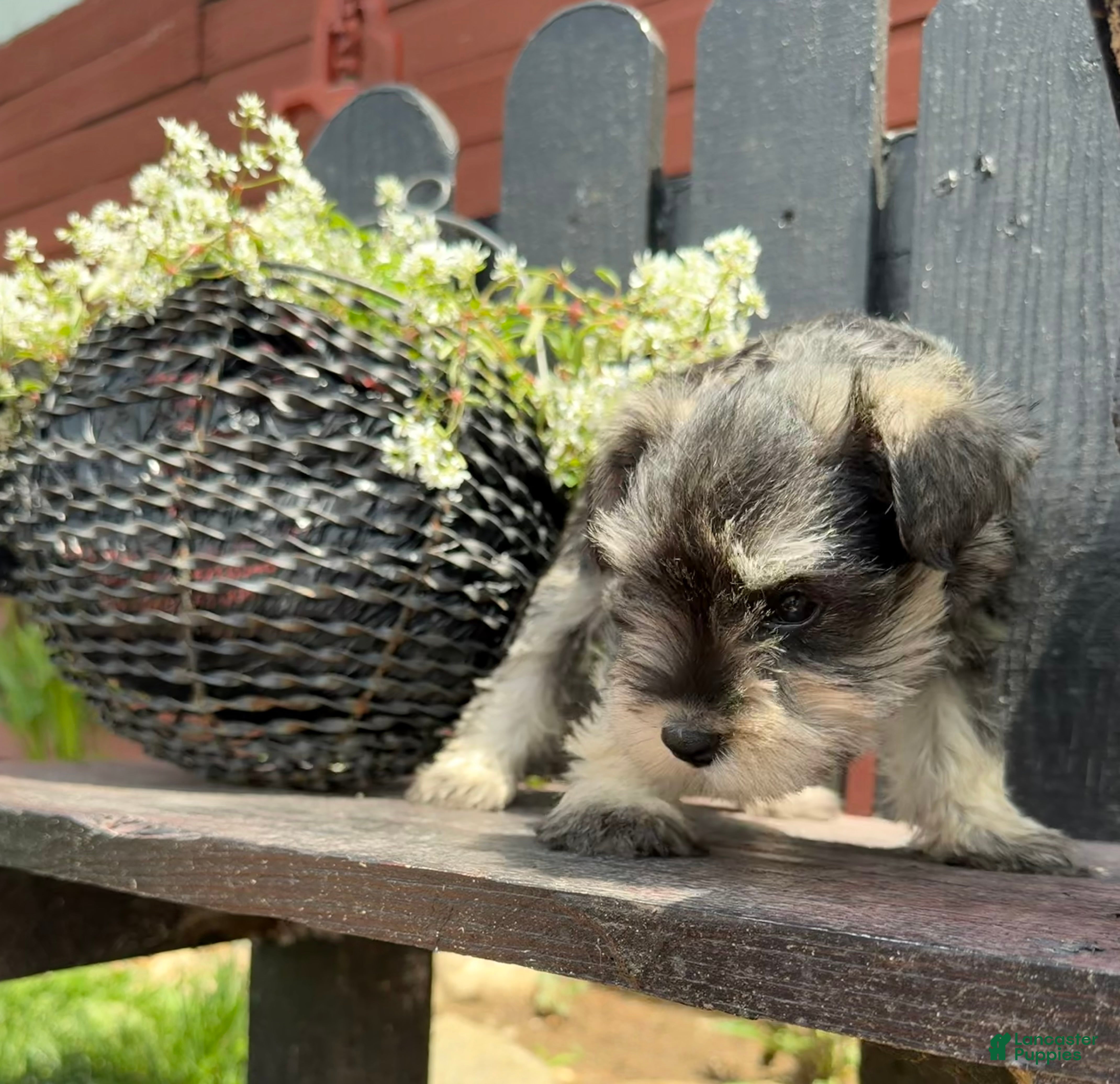 Miniature Schnauzer dogs Hazel - Ad 2