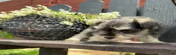 Miniature Schnauzer dogs for sale: Hazel - Ad 2