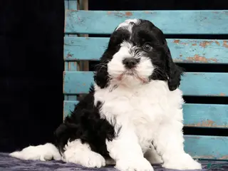 Cavapoo dogs for sale: Norris - Ad 3