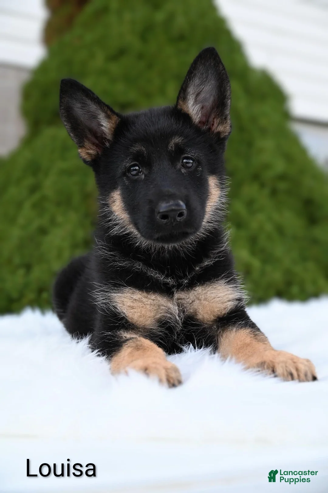 German Shepherd dogs for sale: Louisa - Ad 5