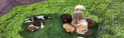 Shihpoo dogs for sale: Lucky - Ad 10