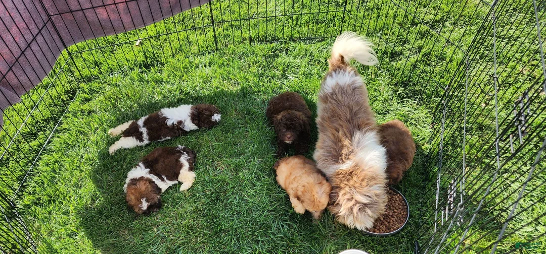 Shihpoo dogs for sale: Lucky - Ad 10