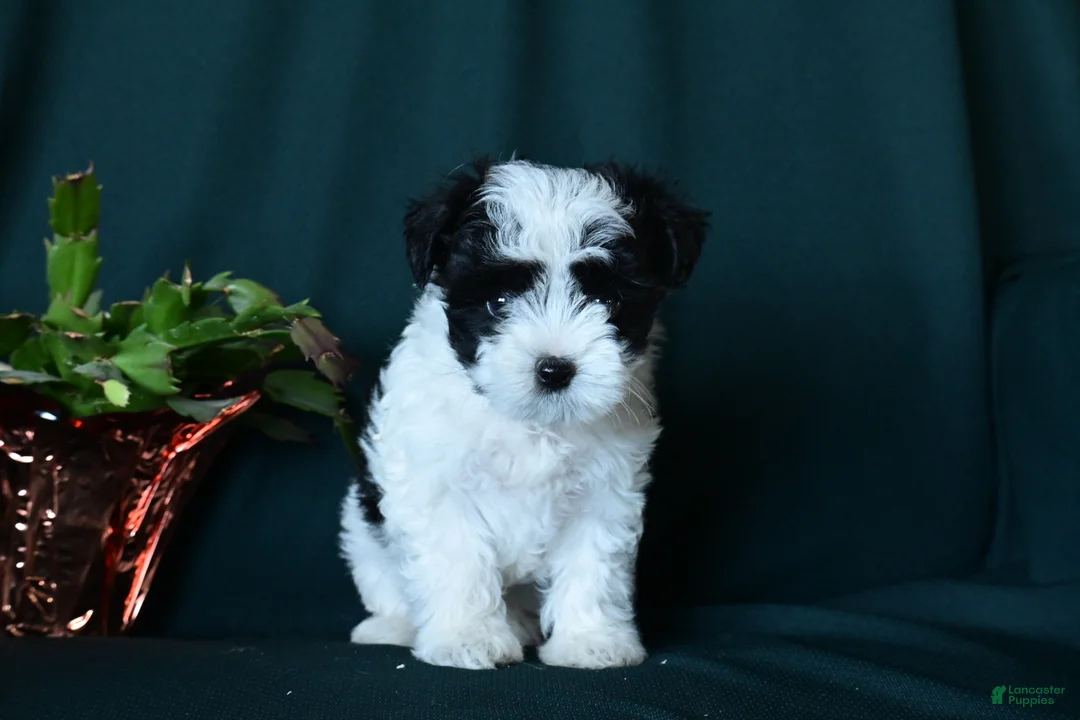Mixed Breed dogs for sale: Patches  - Ad 1