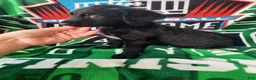 Mixed Breed dogs for sale: Officer Bronco - Ad 1