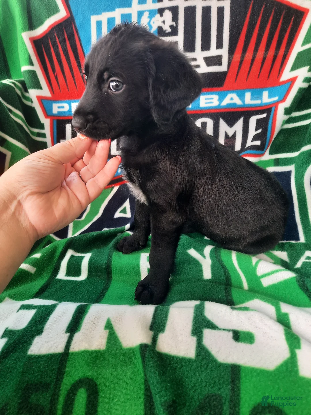 Mixed Breed dogs for sale: Officer Bronco - Ad 1