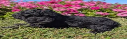 Toy Poodle dogs for sale: Oreo - Ad 11