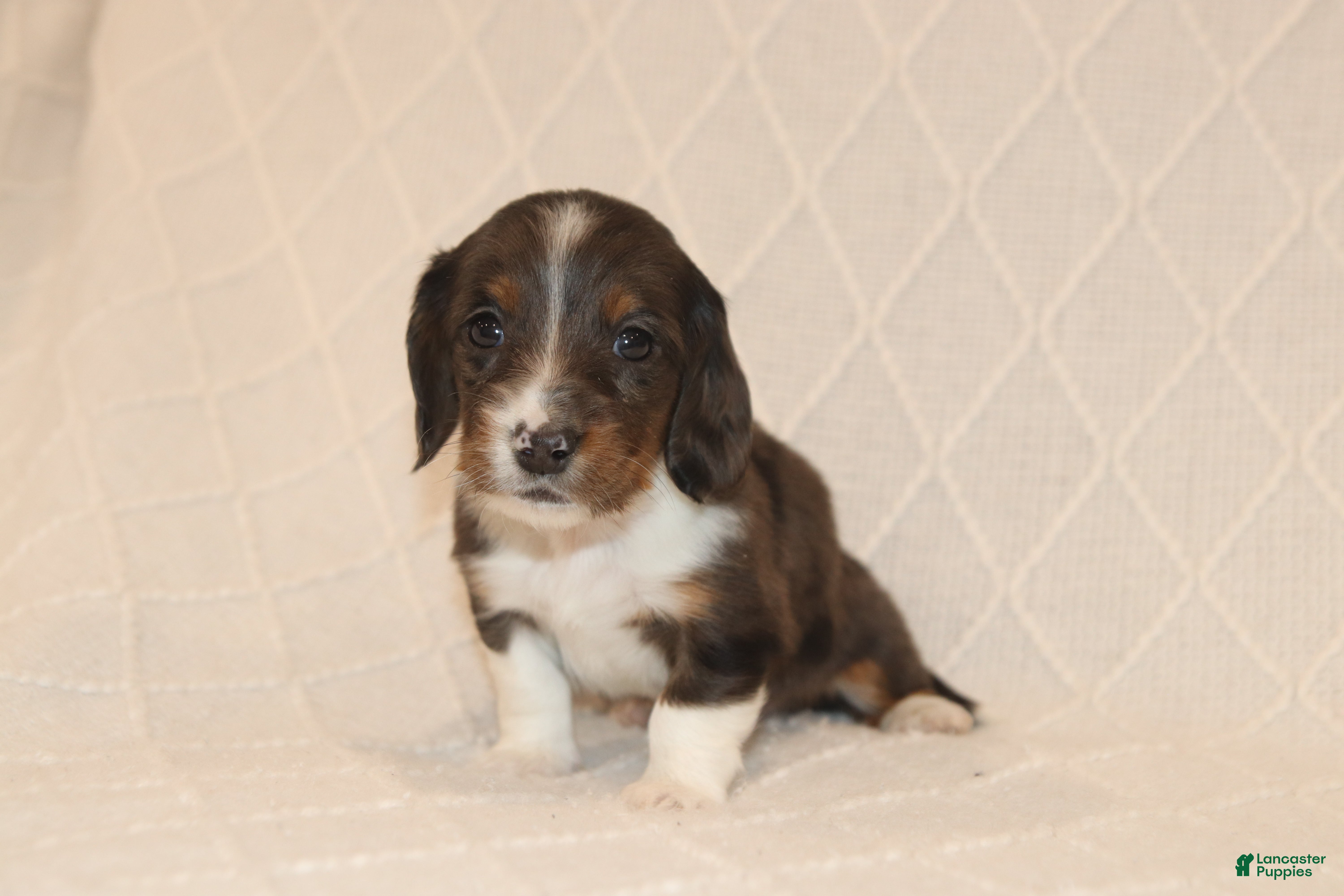 Miniature Dachshund dogs Toby - Ad 1