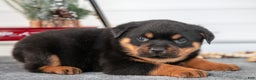 Rottweiler dogs for sale: Hank - Ad 3