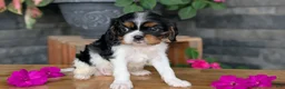 Cavalier King Charles Spaniel dogs for sale: Luna - Ad 8