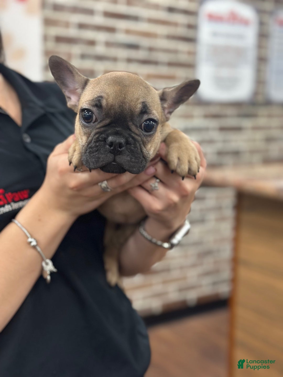 French Bulldog dogs for sale: French Bulldog Puppy female - Ad 4