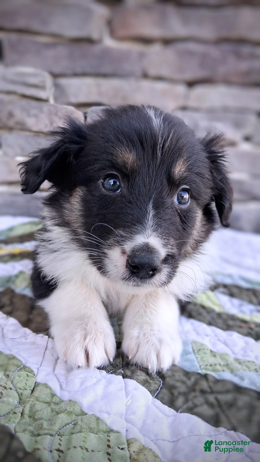 Scotch Collie dogs for sale: MacKenzie - Ad 2