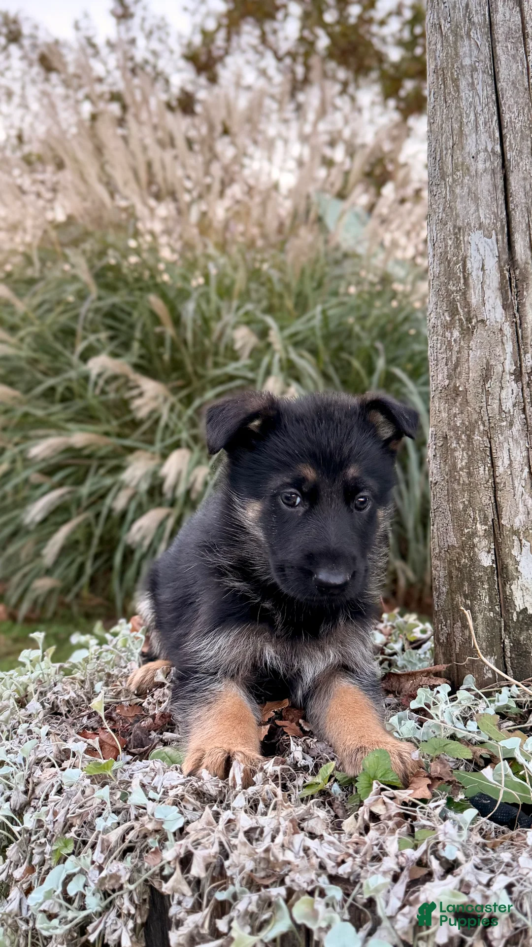 German Shepherd dogs for sale: Boone - Ad 2