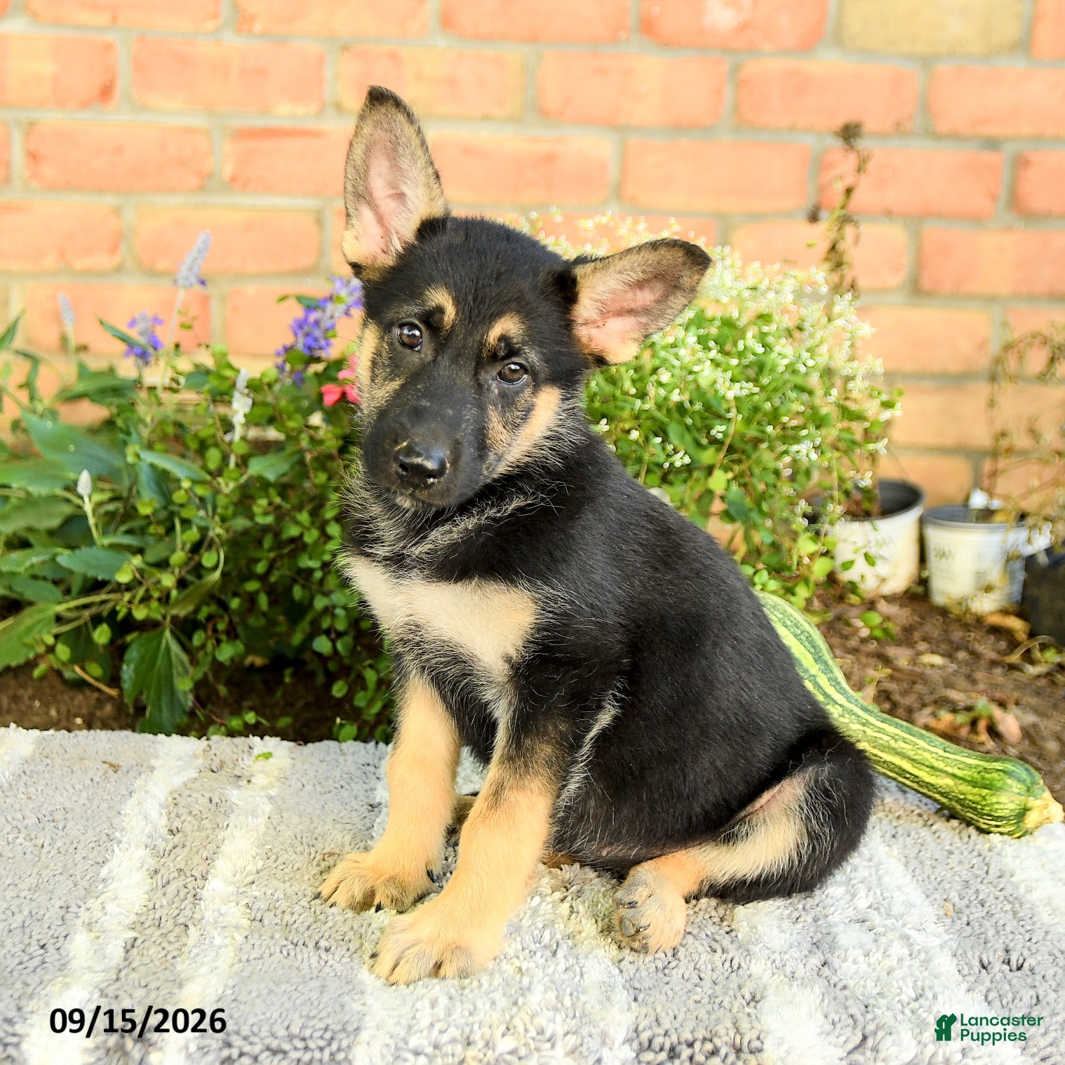 Gerberian Shepsky dogs for sale: Taylor - Ad 1