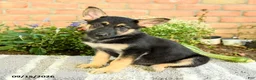Gerberian Shepsky dogs for sale: Taylor - Ad 1