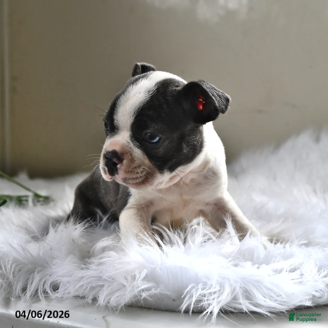 Boston Terrier dogs for sale: Winston - Ad 2