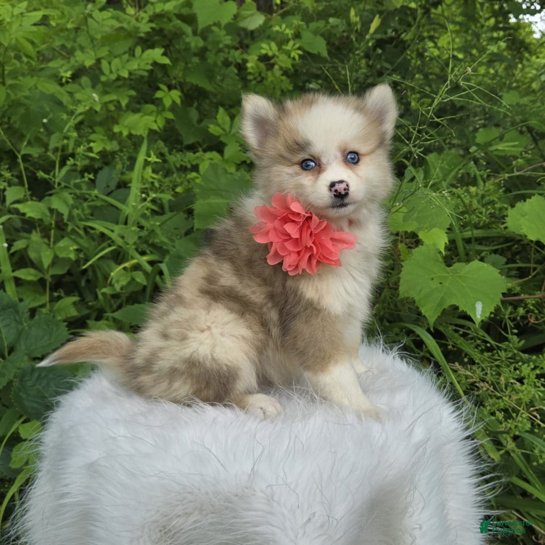 Can My Dog Do That? You'll Never Know Till You Try – American Kennel Club, image size:1080x1080