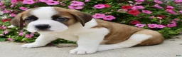 Saint Bernard dogs for sale: Bobbie - Ad 5