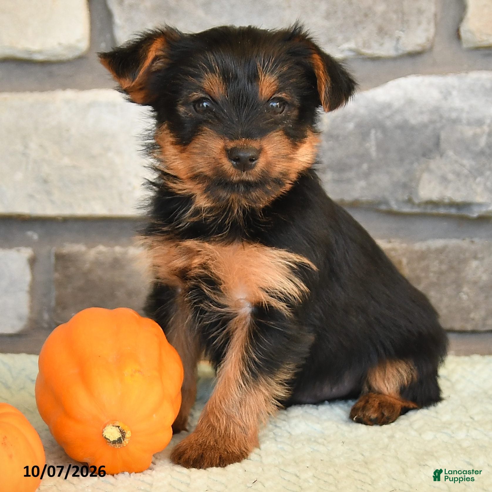 Yorkshire Terrier dogs Newt - Ad 2