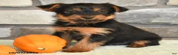 Yorkshire Terrier dogs for sale: Newt - Ad 2