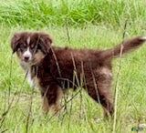 Toy Australian Shepherd dogs for sale: Delaware - Ad 2