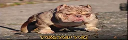 American Bully dogs for sale: American Bully Puppy 3 - Ad 7