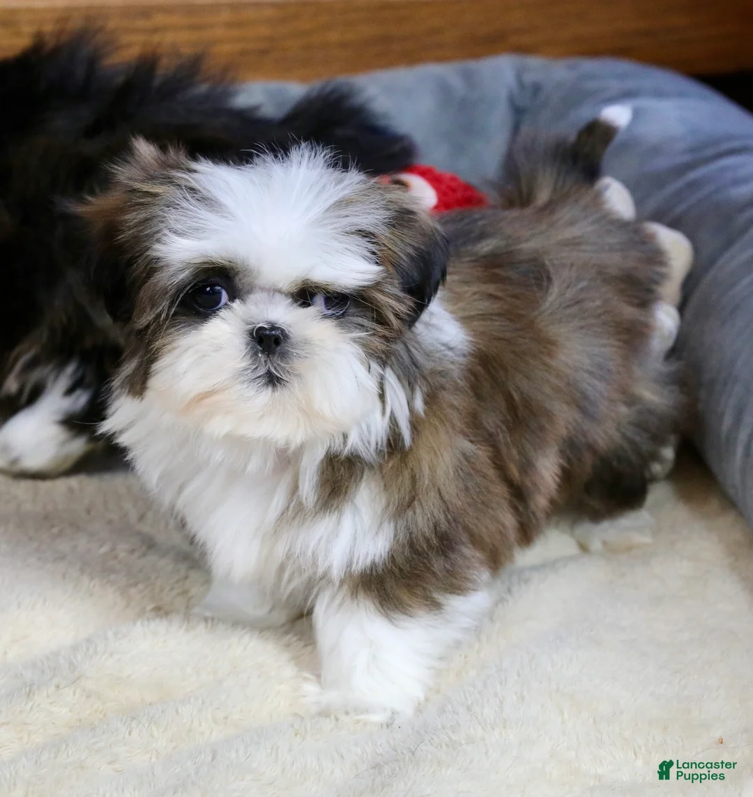 Shih Tzu dogs for sale: Weslee - Ad 9