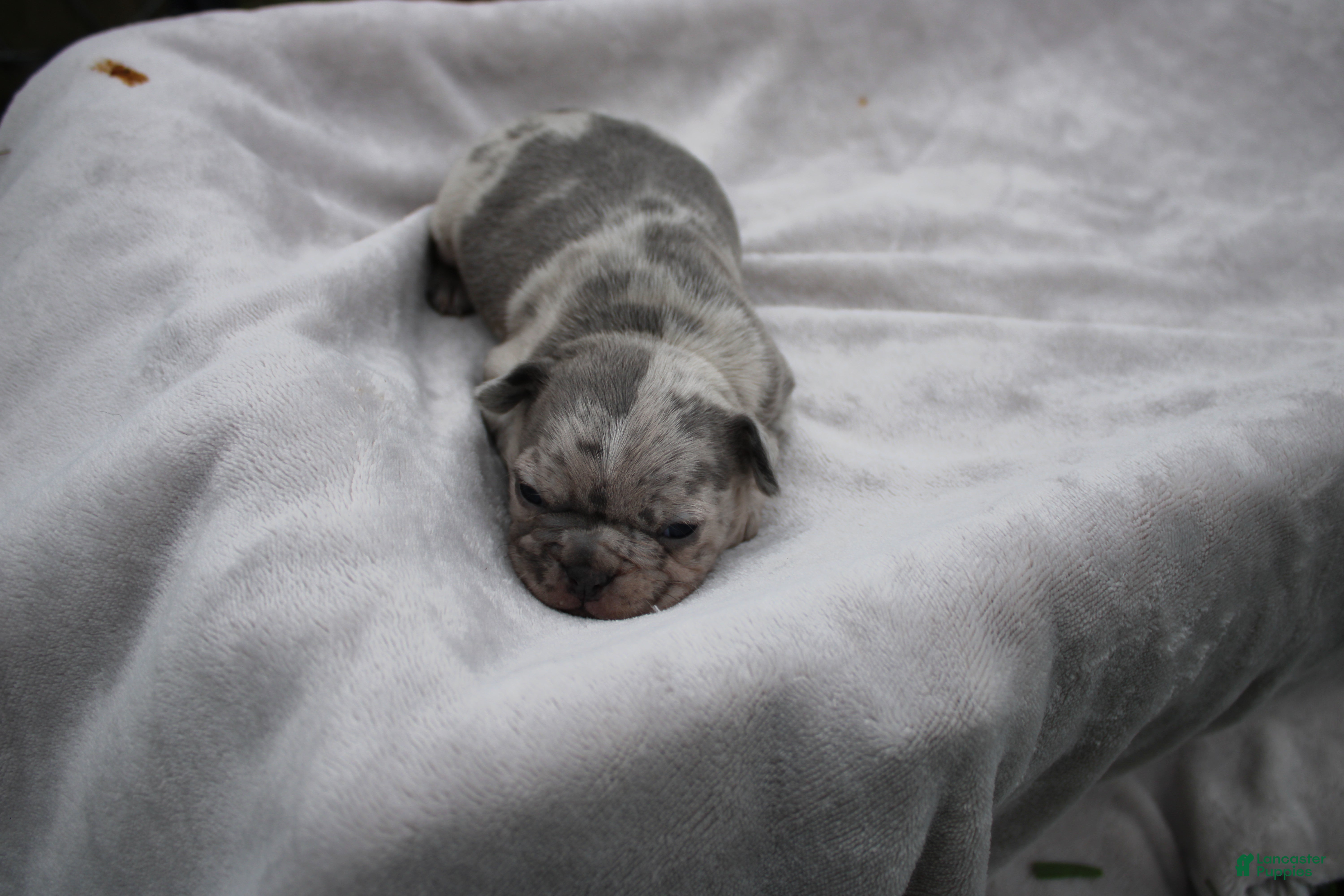 Frenchton dogs Andy - Ad 1