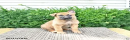 Mixed Breed dogs for sale: Axel - Ad 3