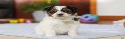 Yorkiepoo dogs for sale: Blake - Ad 5