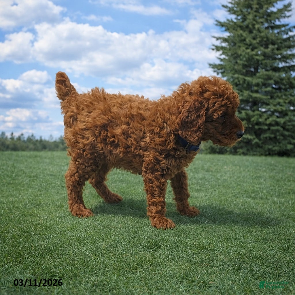 Miniature Poodle dogs Buster - Ad 2